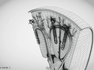 Kidney Section and Nephrons 3D Model