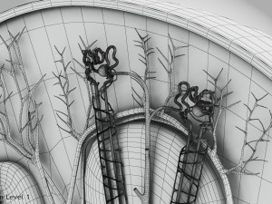 Kidney Section and Nephrons Modelo 3D