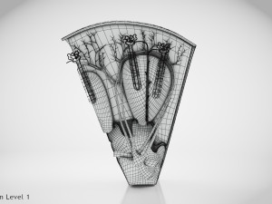 Kidney Section and Nephrons Modelo 3D