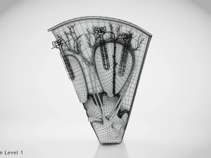 Kidney Section and Nephrons 3D Model