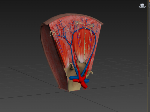 Kidney Section and Nephrons Modelo 3D