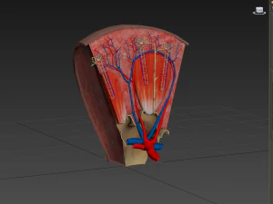 Kidney Section and Nephrons 3D Model