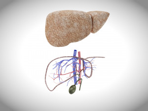 Fibrosis Liver Disease 3D 모델