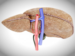 Fibrosis Liver Disease 3D 모델