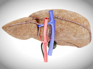 Fibrozis Karaciğer Hastalığı 3D Model