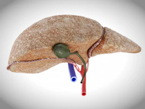 Fibrozis Karaciğer Hastalığı 3D Model