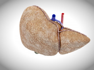Fibrosis Liver Disease 3D 모델