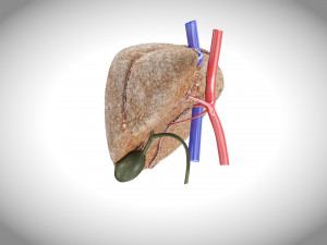Fibrosis Liver Disease 3D 모델