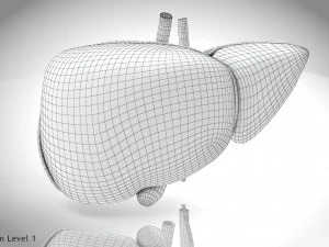 Fibrozis Karaciğer Hastalığı 3D Model