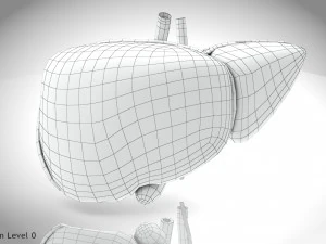 Fibrozis Karaciğer Hastalığı 3D Model
