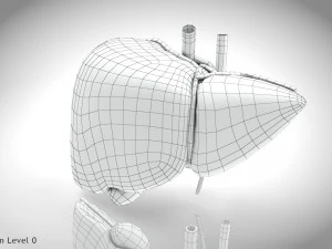 Fibrozis Karaciğer Hastalığı 3D Model