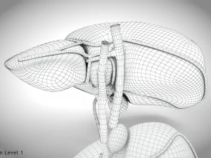 Fibrozis Karaciğer Hastalığı 3D Model