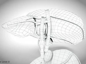 Fibrozis Karaciğer Hastalığı 3D Model