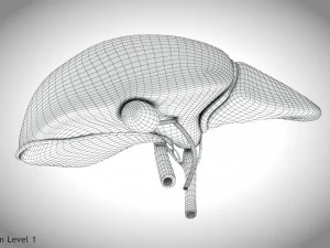 Fibrozis Karaciğer Hastalığı 3D Model