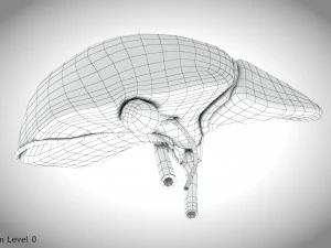 Fibrozis Karaciğer Hastalığı 3D Model