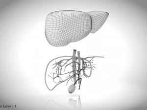 Fibrozis Karaciğer Hastalığı 3D Model