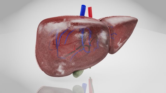 Normal Liver 3D Model .c4d .max .obj .3ds .fbx .stl .blend 