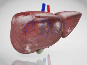 F&iacute;gado Normal Modelo 3D