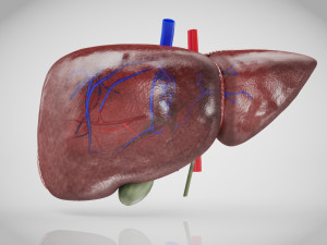 Normal Liver 3D Model