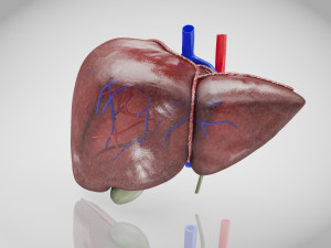 Normal Liver 3D Model