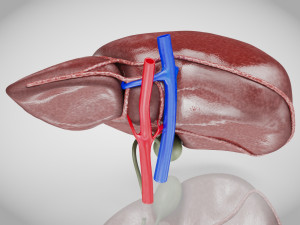 Normal Liver 3D Model