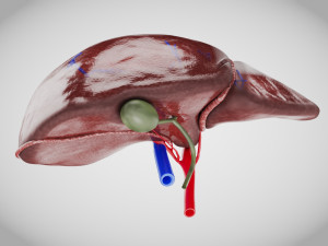 Normal Liver 3D Model