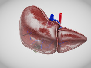 Normal Liver 3D Model