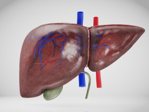 Normal Liver 3D Model