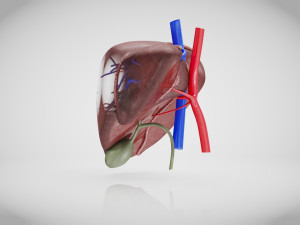 Normal Liver 3D Model