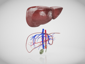 Normal Liver 3D Model