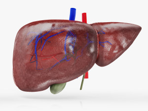 Normal Liver 3D Model