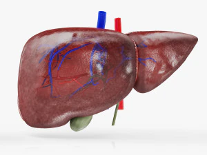 Normal Liver 3D Model