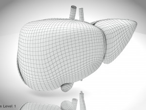 Normal Liver 3D Model