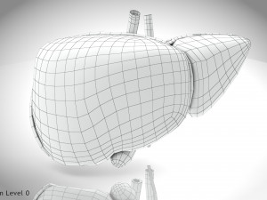 Normal Liver 3D Model