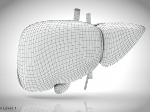 Normal Liver 3D Model