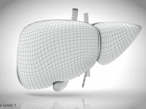 Normal Liver 3D Model