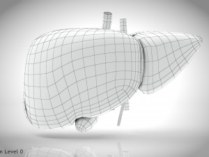 Normal Liver 3D Model
