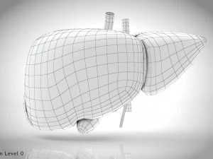 Normal Liver 3D Model