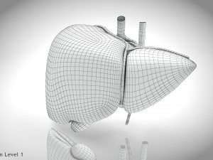 Normal Liver 3D Model