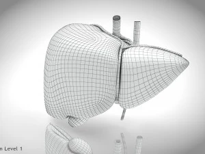 Normal Liver 3D Model