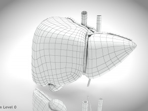 Normal Liver 3D Model