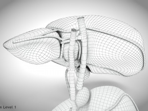 Normal Liver 3D Model