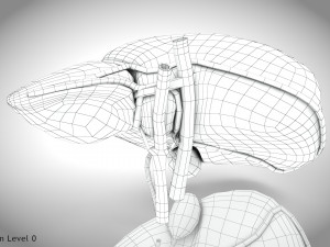 Normal Liver 3D Model