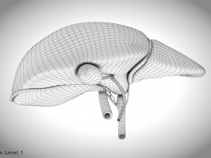 Normal Liver 3D Model