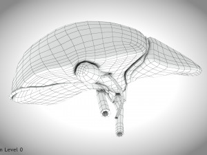 Normal Liver 3D Model