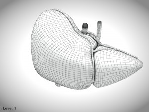 Normal Liver 3D Model