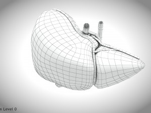 Normal Liver 3D Model
