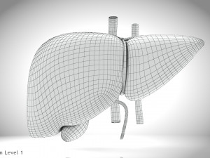 Normal Liver 3D Model