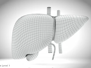 Normal Liver 3D Model