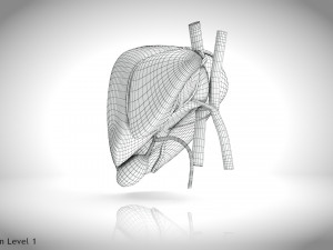 Normal Liver 3D Model